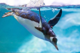 SEA LIFE Entry Tickets for Two £34.99